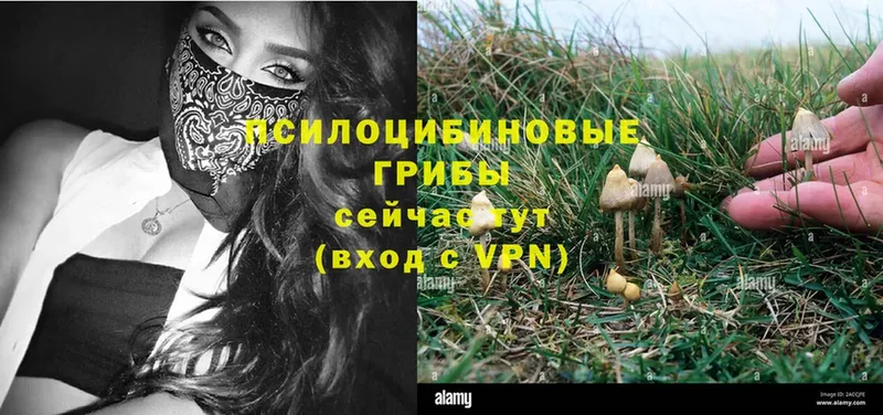 Галлюциногенные грибы Magic Shrooms  Павлово 